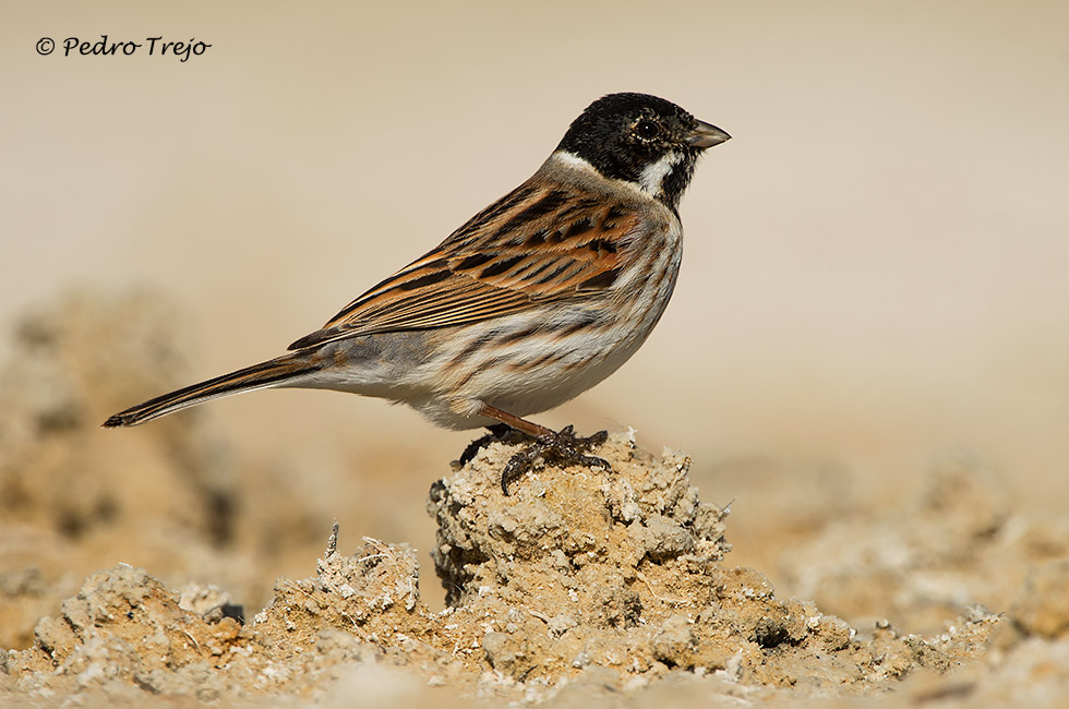 Escribano palustre (Emberiza schoeniclus)